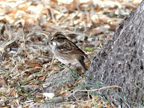 White Throated Sparrow Peterschneekloth Flickr