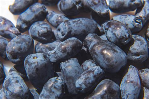 Honeyberry The Edible Blue Honeysuckle Jung Seeds Gardening Blog