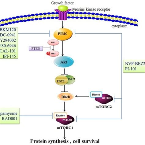 The Pi3kaktmtor Pathway And Relative Inhibitors In Nhl Once Rtks