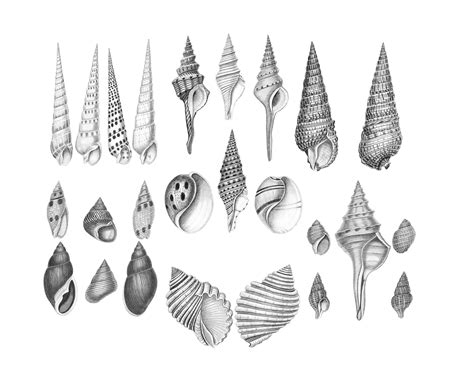 Vintage Seashells Clipart Free Stock Photo Public Domain Pictures