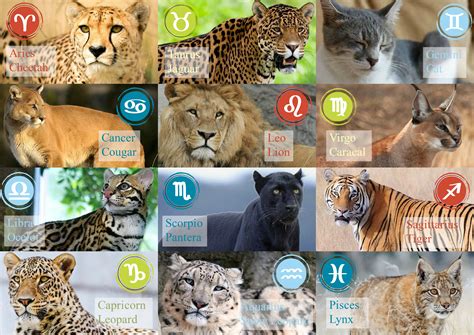 Big Cat Zodiac Signs