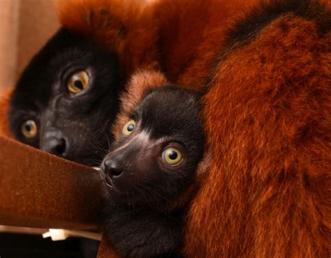 Red Ruffed Lemur - Duke Lemur Center