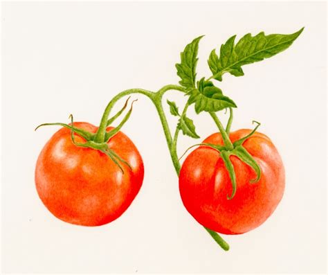 Tomato Plant Drawing Np