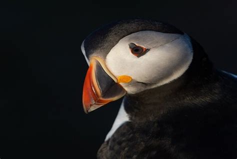 How puffins catch food outside the breeding season