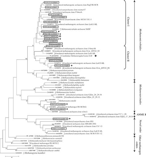 Evolutionary Distance Tree Showing The Phylogenetic Relationship Of The