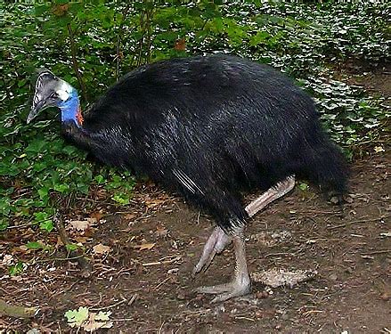 Birds of the World: Dwarf cassowary