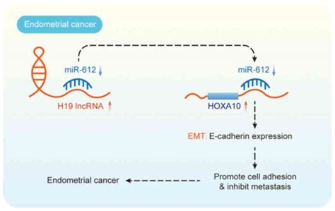 The Role Of Long Noncoding RNA H19 In Gynecological Pathologies