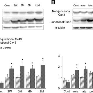 Junctional And Nonjunctional Cx43 Proteins Quantified By Western