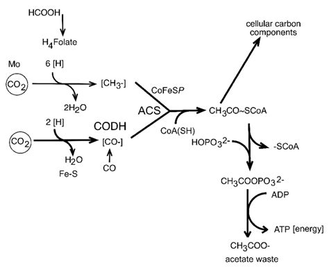 The Acetyl Coenzyme A Pathway As Employed By The Acetogens Which Download Scientific Diagram