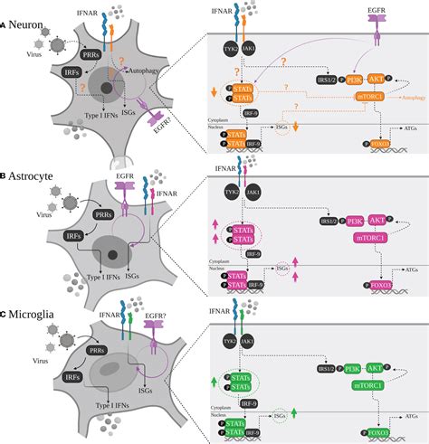 Frontiers Antiviral Response Within Different Cell Types Of The CNS