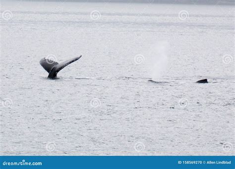 Close Encounter With A Pair Of Alaskan Humpback Whales Tale Starting