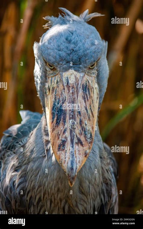 Shoebill Stork Shoe Billed Stork Balaeniceps Rex A Giant Wading