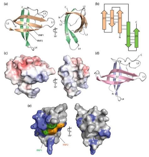 Cold Shock Domains Encyclopedia MDPI