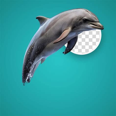 Couples Dolphin And Killer Whale Set On Transparent Premium AI