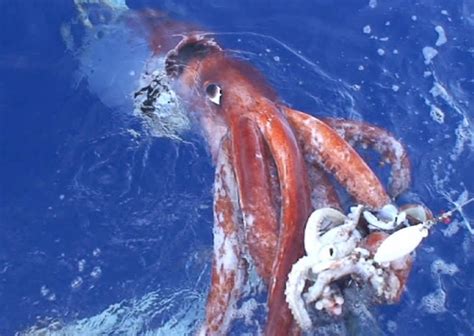 Giant Squid | Smithsonian Ocean