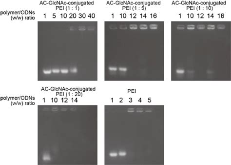 Gel Retardation Assay For Complexes Of AC GlcNAc Conjugated