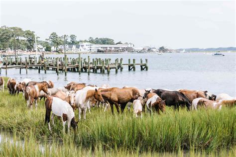 virginias pony swim  chincoteague island   annual gem