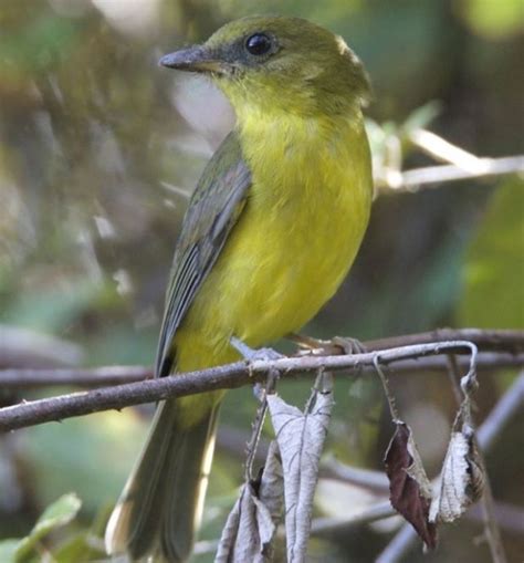 15 Beautiful Birds Found In The Borneo Region | Funotic.com