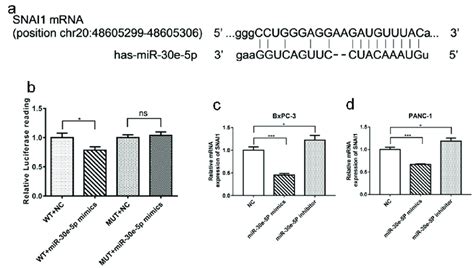 SNAI1 Was Identified As A Target Gene Of MiR 30e 5p In PCa A