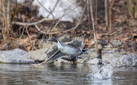 Northern Pintail Duck Male Anas Acuta Taking Flight Over A Local