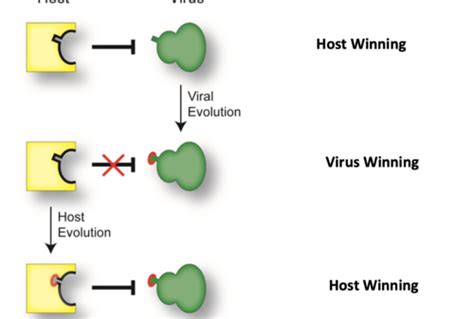 Microbial Pathogenesis Flashcards Quizlet