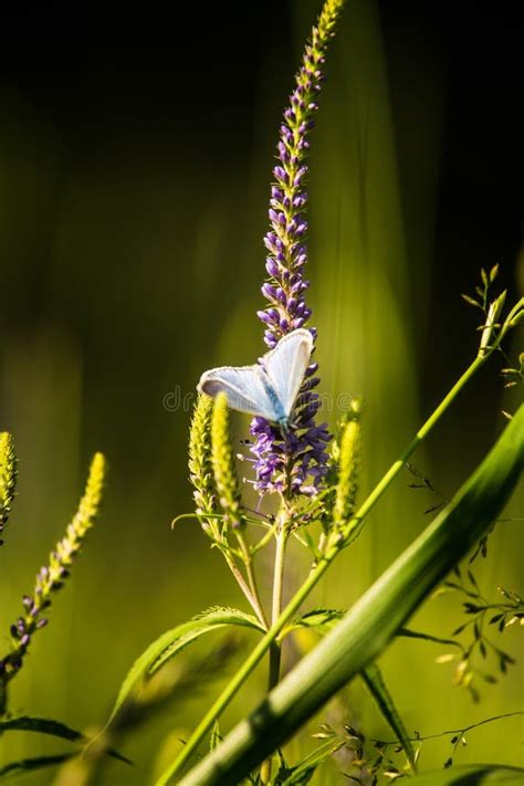 Borboleta Azul Bonita Que Senta Se Em Uma Flor Do Veronica Borboleta