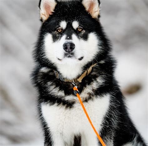 Alaskan Klee Kai