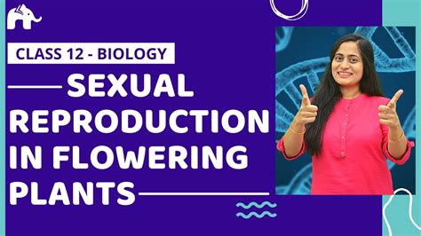 Sexual Reproduction In Flowering Plants Class 12 Cbse Neet Youtube