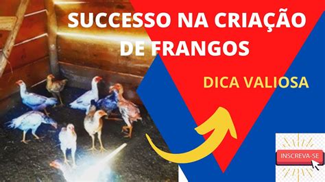 Como criar frango caipira para crescer rápido Frango caipira dicas de