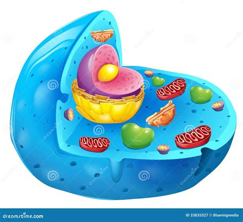 Eukaryotic Cell Royalty Free Stock Photography Image