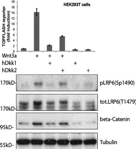 Comparison Of Dkk1 2 Lrp6 Interaction And Wnt Signaling Inhibition Wnt Download Scientific