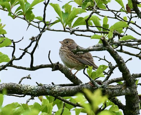 Vesper Sparrow