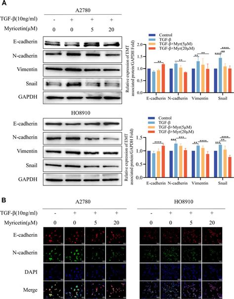 Frontiers Myricetin suppresses TGF β induced epithelial to