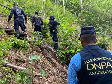 Equipos Antidrogas Incineran Plantaciones De Hoja De Coca Y Destruyen