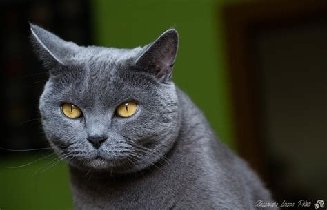 Chartreux Cat Pictures and Information - Cat-Breeds.com