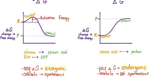 Bi·ol·o·gy Bīˈäləjē Exergonic And Endergonic Reactions