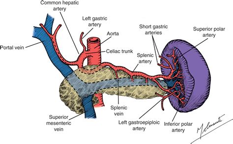 Anatomy and Physiology of the Spleen - Clinical Tree