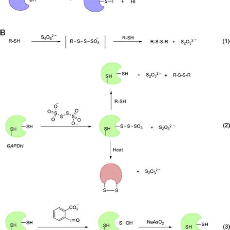 Redox Regulation Of Sulfenic Acid Steady State Approximation To