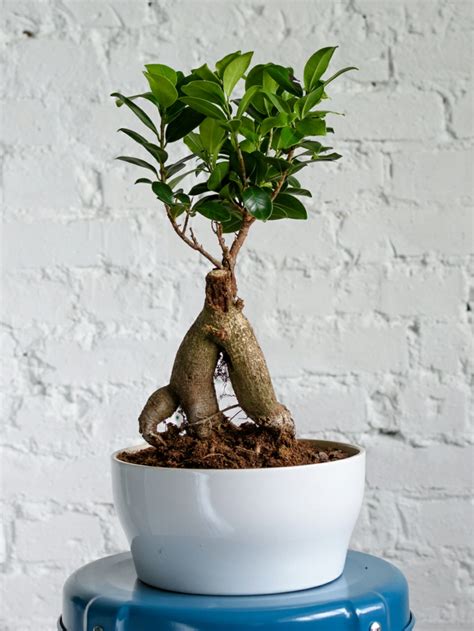 Ficus Ginseng Conseils Dentretien Pour Une Plante En Bonne 43 Off