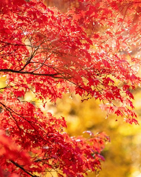 All about maple trees and how to grow them | House & Garden