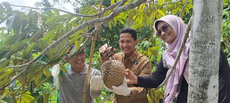 Kadis LHK NTB Panen Perdana Duren Desa Batudulang Sumbawa Sumbawa Satu