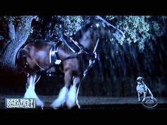 12 Budweiser Clydesdales Commercials ideas | budweiser clydesdales ...