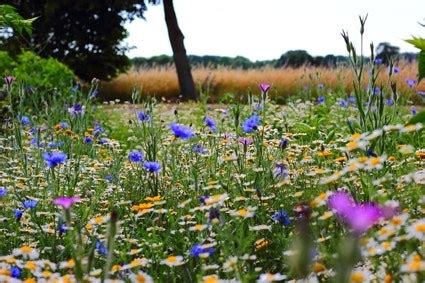 Natuurlijke Wilde Tuin