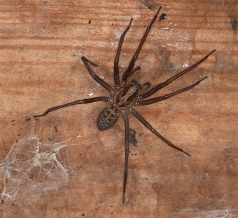 The Secret Lives Of Spiders Herts And Middlesex Wildlife Trust