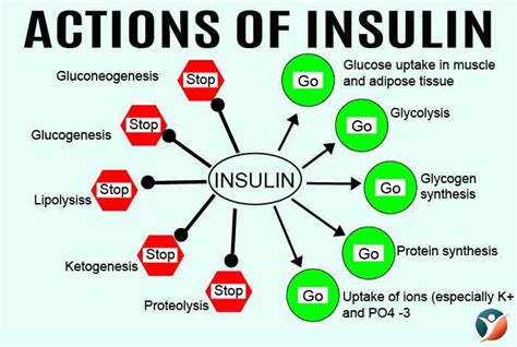 Know All About Insulin And Its Forms How And Why Should You Take It