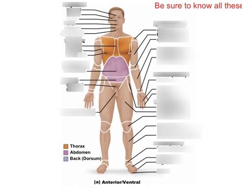 Body Regions Anterior Ventral Diagram Quizlet