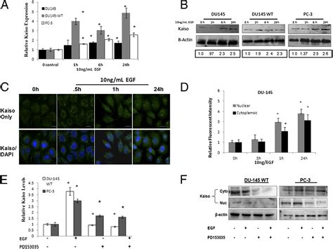 Nuclear Kaiso Indicates Aggressive Prostate Cancers And Promotes