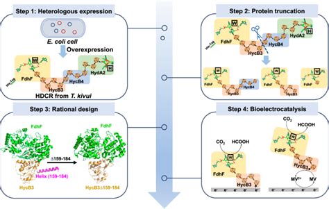 Bioelectrocatalytic Carbon Dioxide Reduction By An Engineered Formate