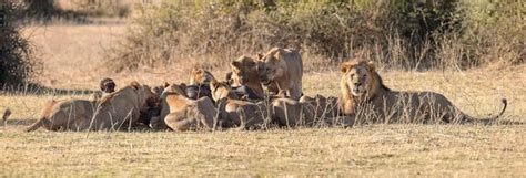 Conheça os 7 felinos mais perigosos do mundo Comportamento Vida de