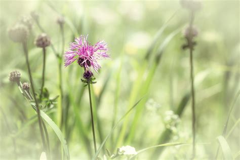 Kostenlose foto Natur Gras blühen Feld Wiese Prärie Sommer